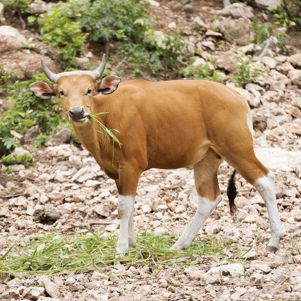 Vahşi sığır çim yeme 