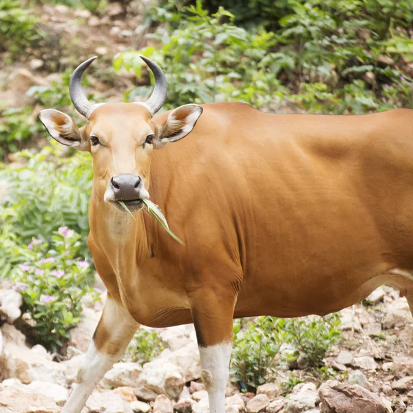 野生の牛が草を食べる — ストック写真