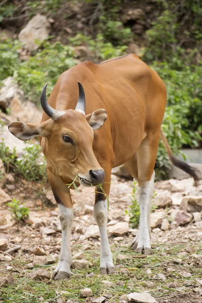 Wild Cattle eating the grass — Stock Photo, Image