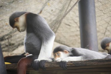 Uyku douc kırmızı şişlemiş langur
