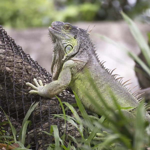 Közelről Iguana hegymászás — Stock Fotó