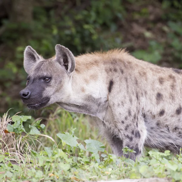 Fläckig Hyena titta på något — Stockfoto