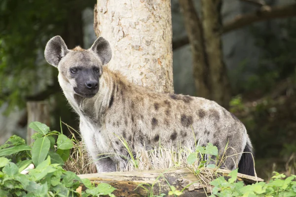 Gefleckte Hyäne beobachtet etwas — Stockfoto