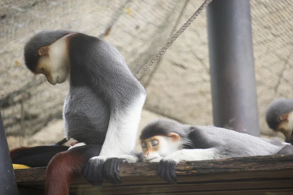 Uyku douc kırmızı şişlemiş langur — Stok fotoğraf