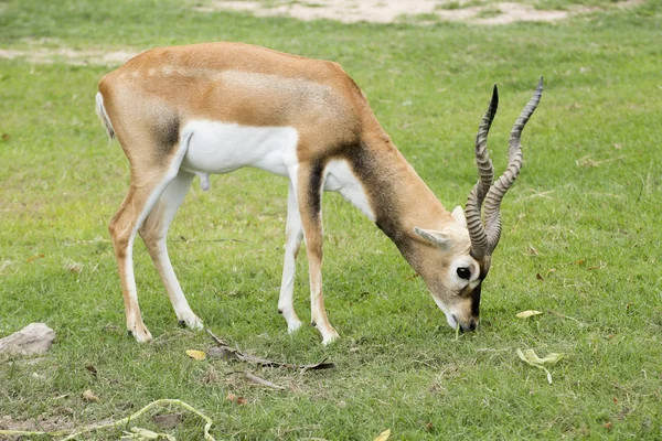 Zwarte bok op zoek naar iets — Stockfoto