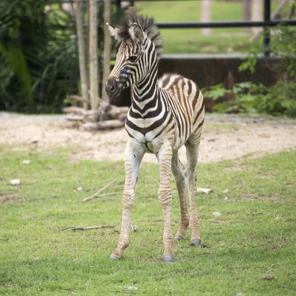Junge Zebras laufen — Stockfoto
