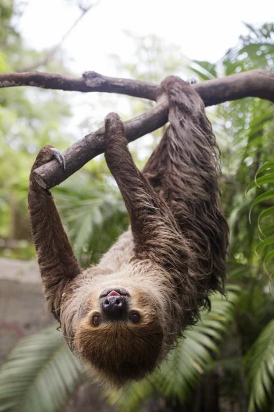 Two-toed sloth on the tree — Stock Photo, Image