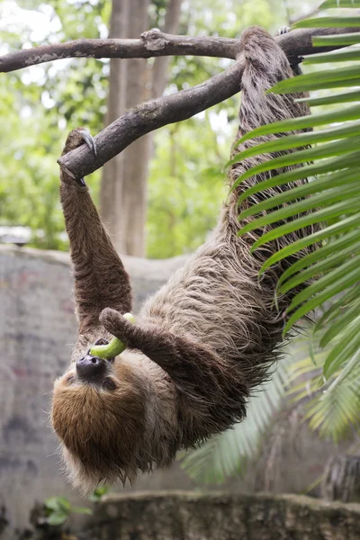 Two-toed sloth eating cucumber — Stock Photo, Image
