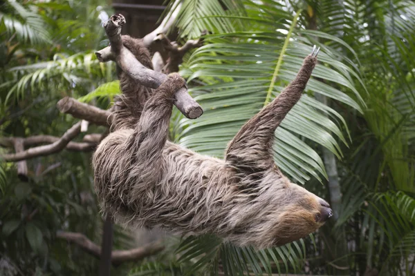 Двухпалый ленивец взбирается на дерево — стоковое фото