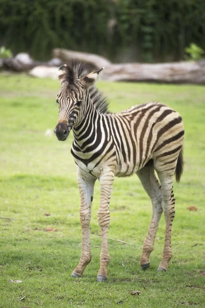 Genç zebra yürüyüş — Stok fotoğraf
