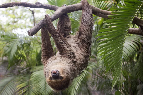 Two-toed sloth show tounge — Stock Photo, Image