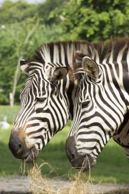 çim yeme iki Afrika zebra