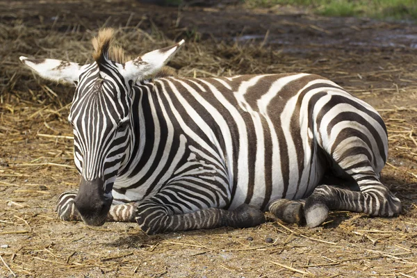 Zebra spát na poli — Stock fotografie