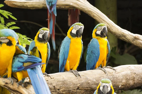 Macaws ağaç üzerinde — Stok fotoğraf