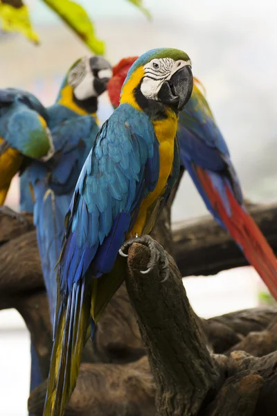 Sarı ve mavi Amerika papağanı — Stok fotoğraf