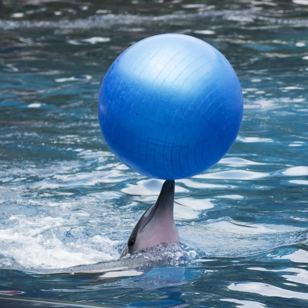 Dolphin show in the water park — Stock Photo, Image