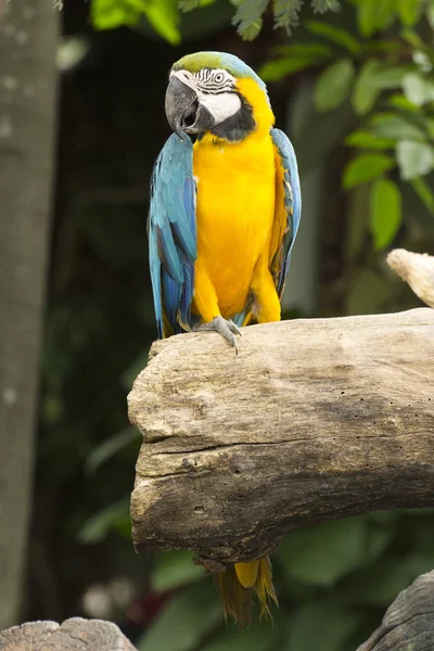 Fechado até amarelo e azul Macaw — Fotografia de Stock