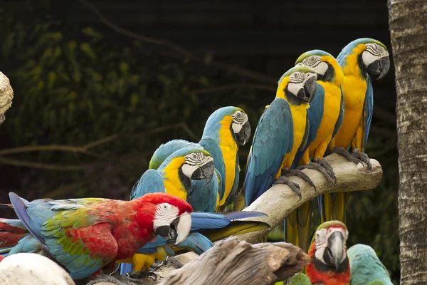 Macaws ağaç üzerinde — Stok fotoğraf