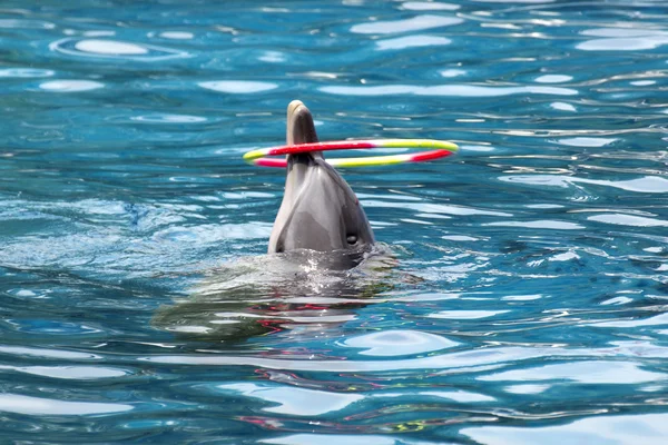 Dolphin show — Stock Photo, Image