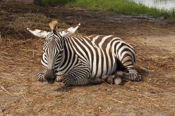 La cebra africana durmiendo — Foto de Stock