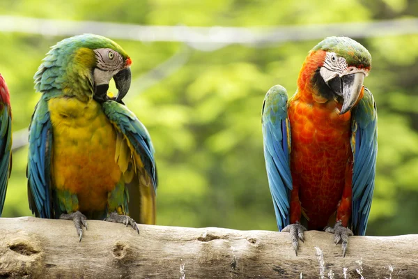 Ağaç üzerinde iki Amerika papağanı — Stok fotoğraf