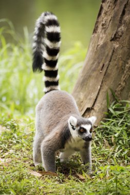 Ring-Tailed lemur ayakta 
