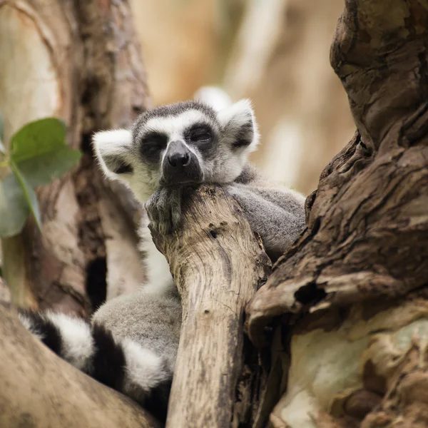Ring-tailed lemur sova — Stockfoto