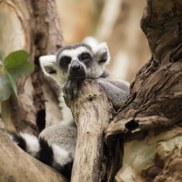 Lémur cola anillada durmiendo — Foto de Stock