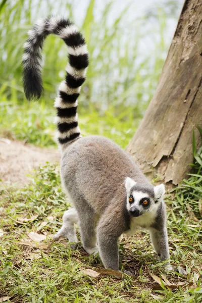Lemure coda ad anello in piedi — Foto Stock
