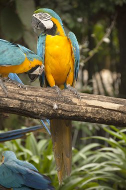 kapalı kadar Amerika papağanı.