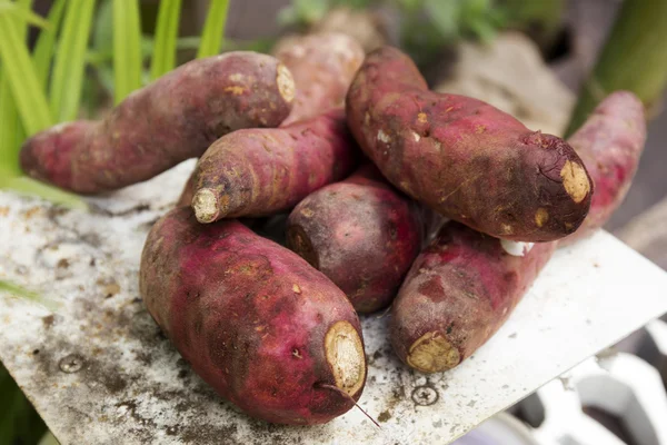 Süßkartoffeln auf dem Tablett — Stockfoto