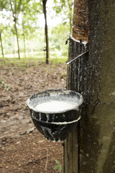 Latex te onttrekken aan de pot — Stockfoto