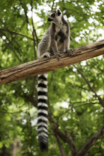 Ring-tailed lemur — Stock Photo, Image