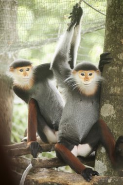 douc kırmızı bıçakladılar 