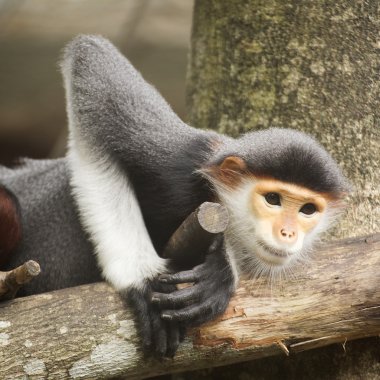 douc kırmızı bıçakladılar