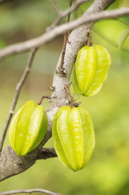 忍者戦士ウサギ ベクトル イラスト アート 