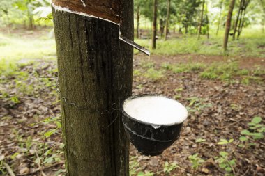 lateks pota dokunarak 