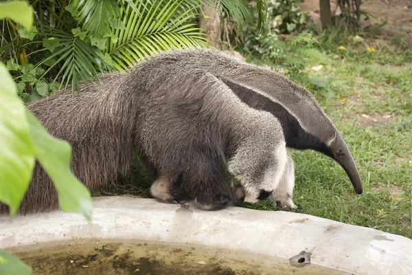 巨大なアリを食べる人 — ストック写真