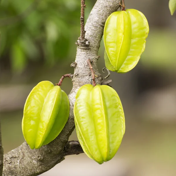 Karambolabaum — Stockfoto