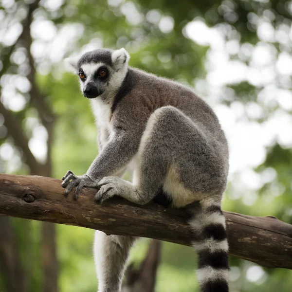 Lemur Kata sedí — Stock fotografie