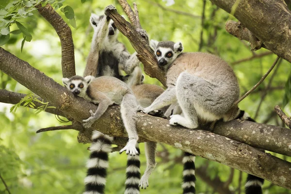 Lemur Kata s dětmi — Stock fotografie