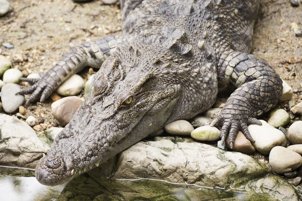 Закрыть голову Крокодила — стоковое фото