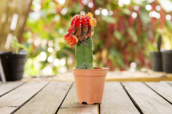 red Cactus in the pot