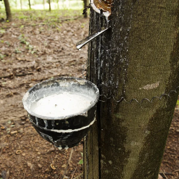 Latex te onttrekken aan de pot — Stockfoto