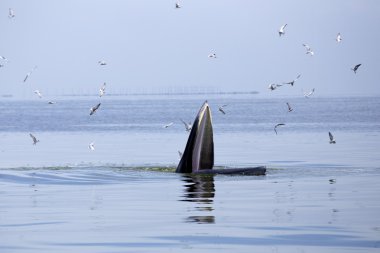 Balinalar soğuk su balıkları hamsi