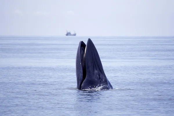 Baleias que comem peixe-anchova — Fotografia de Stock