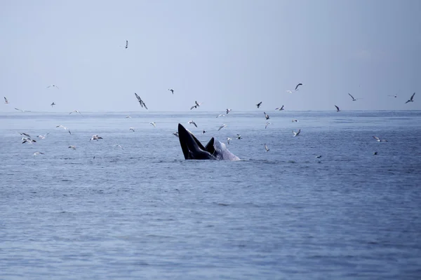Baleias que comem peixe-anchova — Fotografia de Stock