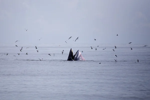 Baleias (Balaenoptera brydei) que comem peixe-anchova — Fotografia de Stock
