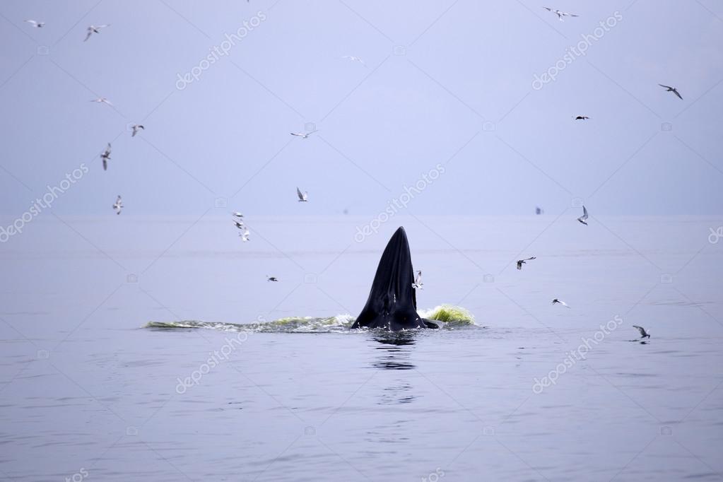 アンチョビの魚を食べるクジラ ナガスクジラ属 Brydei ストック写真 C Kung Mangkorn アンチョビの魚を食べるクジラ ナガスクジラ属 Brydei ストック写真 C Kung Mangkorn