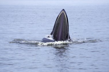 soğuk su balıkları hamsi balinalar (Balaenoptera brydei)